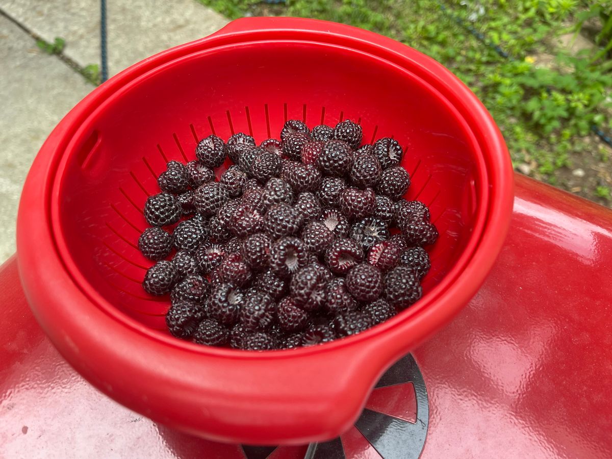 Black Raspberry Jam