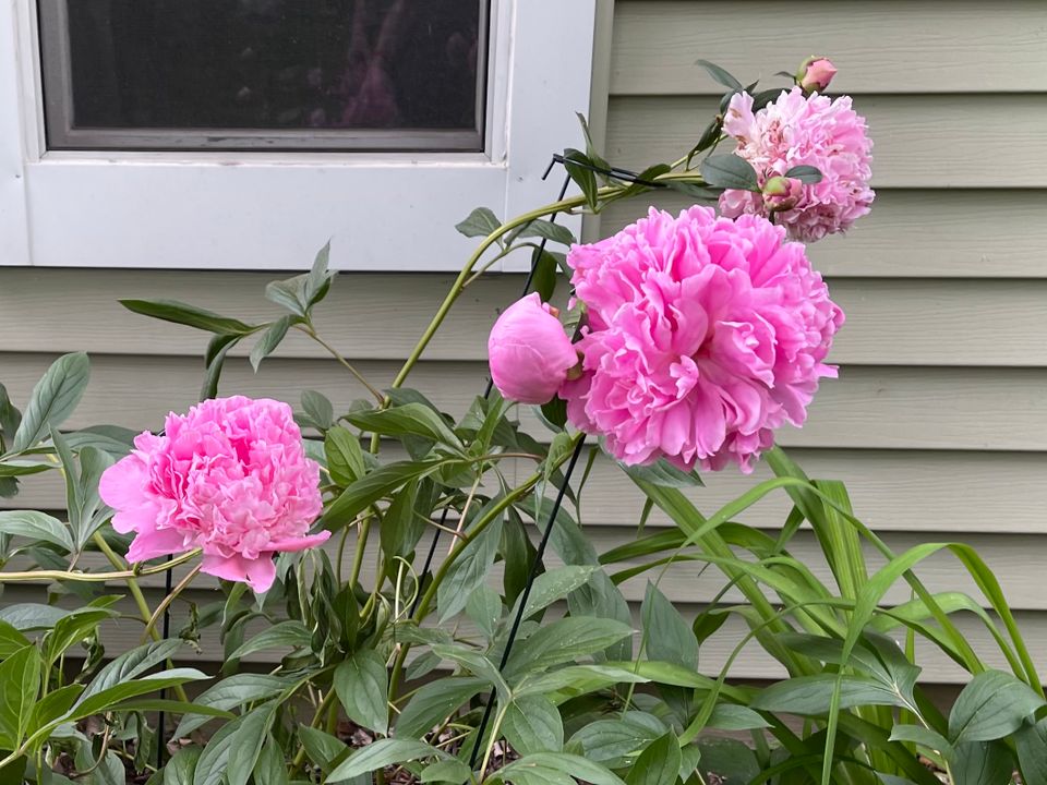 Peonies